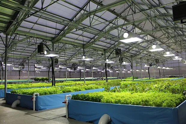 Nelson and Pade aquaponics workers and growing systems