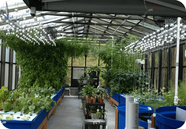 Aquaponics growing systems in the photo gallery